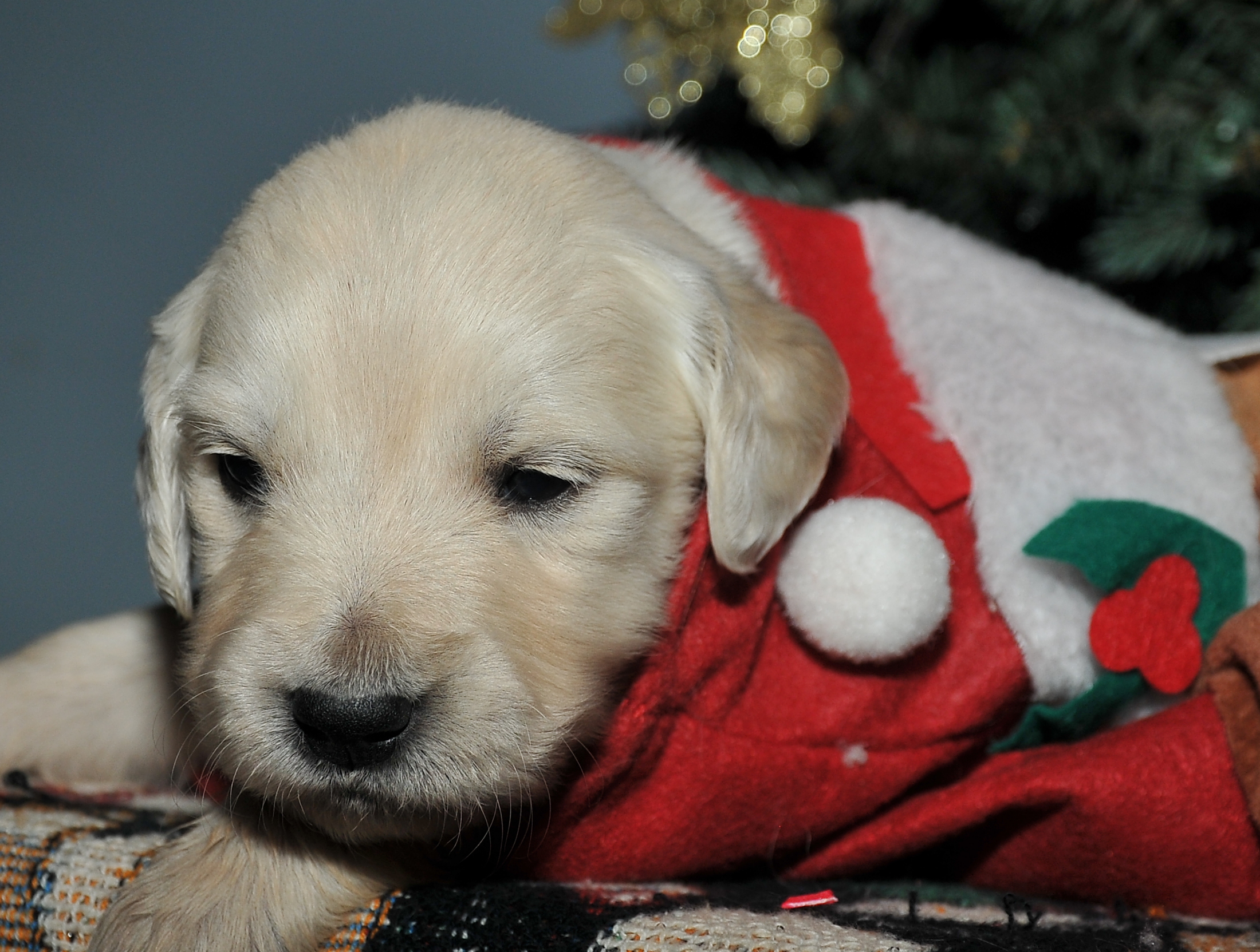 Second photo of Comet, a cute Golden Retriever puppy.